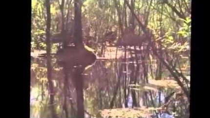 TVS Clip Compelling Footage of Skunkape Bigfoot From Lettuce Lake Park Florida