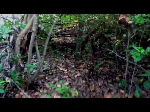 Notorious Bigfoot Files – Florida Skunkape / Swamp Beast