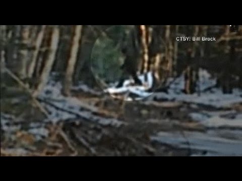 Bigfoot Caught On Video In Maine, Very Interesting Footage