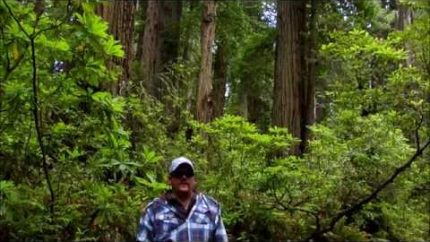Bigfoot Screams in Car Window Redwoods CA Sighting Report