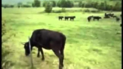 UFO Cow Abduction by Aliens on 1983
