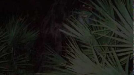 The Florida Skunk Ape