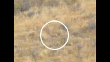 sightings in new zealand(nz bigfoot,moas and many more)