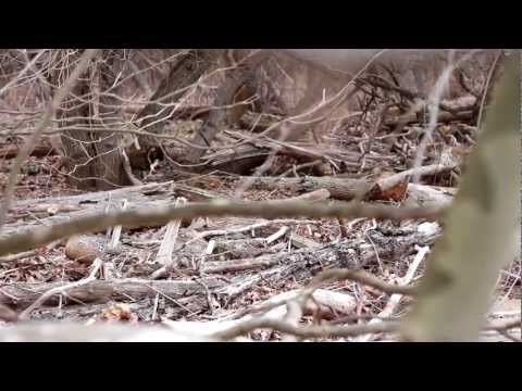 Bigfoot Sighting on Easter 2013 super weird scary video