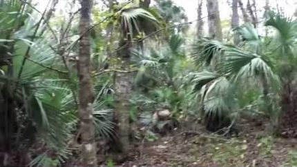 THE TRAIL TO BIGFOOT: Was it a Skunk Ape