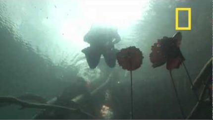 Diver ‘VANISHES’ in Portal to Maya Underworld