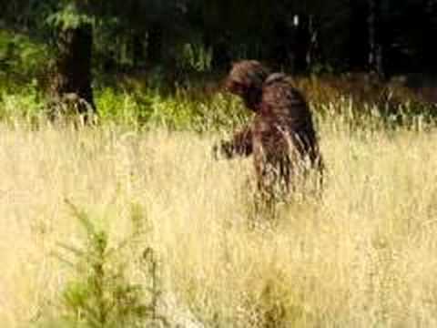 Bigfoot Sightings and Encounters