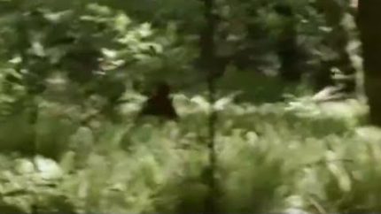 Bigfoot Filmed On Vancouver Island On June 7 , 2014