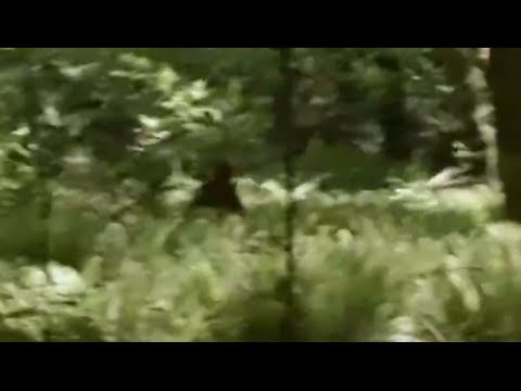 Bigfoot Filmed On Vancouver Island On June 7 , 2014