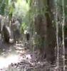 land o lakes skunk ape footage 2