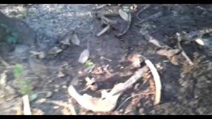 Bigfoot Cam  Bigfoot Encounter Video