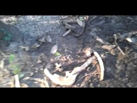 Bigfoot Cam  Bigfoot Encounter Video