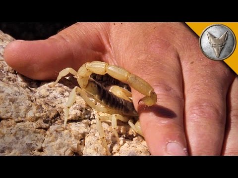 Stung by a Scorpion – with Sting Closeup!