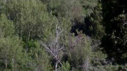 Is a Bigfoot watching RMSO investigate its sighting?