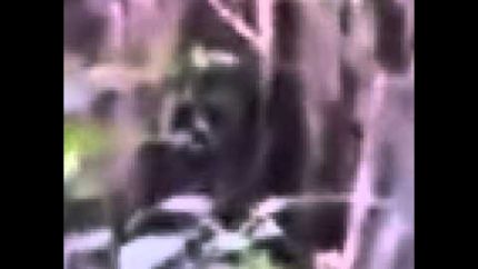 Bigfoot Baby from “I think I saw a Skunkape”