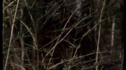 REAL BIGFOOT SIGHTING CAUGHT ON VIDEO