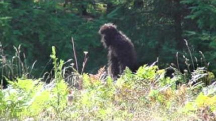 Real Bigfoot Sightings – Photographic Evidence