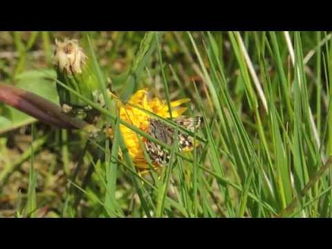 Mother Shipton moth, New Duston, Northants. May 25th 2013