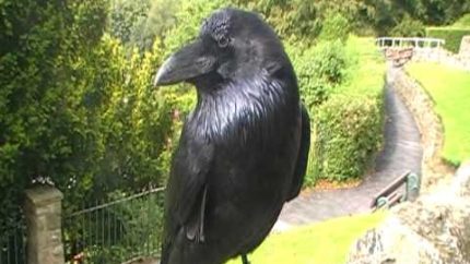 Rescue Crows at Mother Shiptons cave