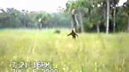 Małpa-skunks (skunk ape) – Floryda, USA, 8 lipca 2000