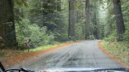 Real life Bigfoot sighting, Redwood Forest
