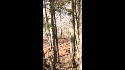 Bigfoot sighting  CLEAR VIDEO! Bigfoot behind a tree Breakdown