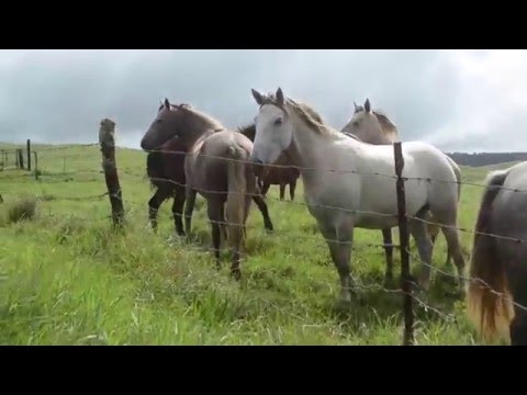 Government UFO ACTIVITY “RANCH FARMERS REACT” WHY NOW? Astounding UFO VIDEO 2016