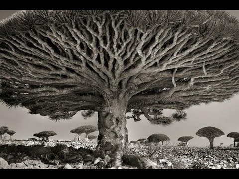 There are ancient trees on our planet that are thousands and thousands of years old