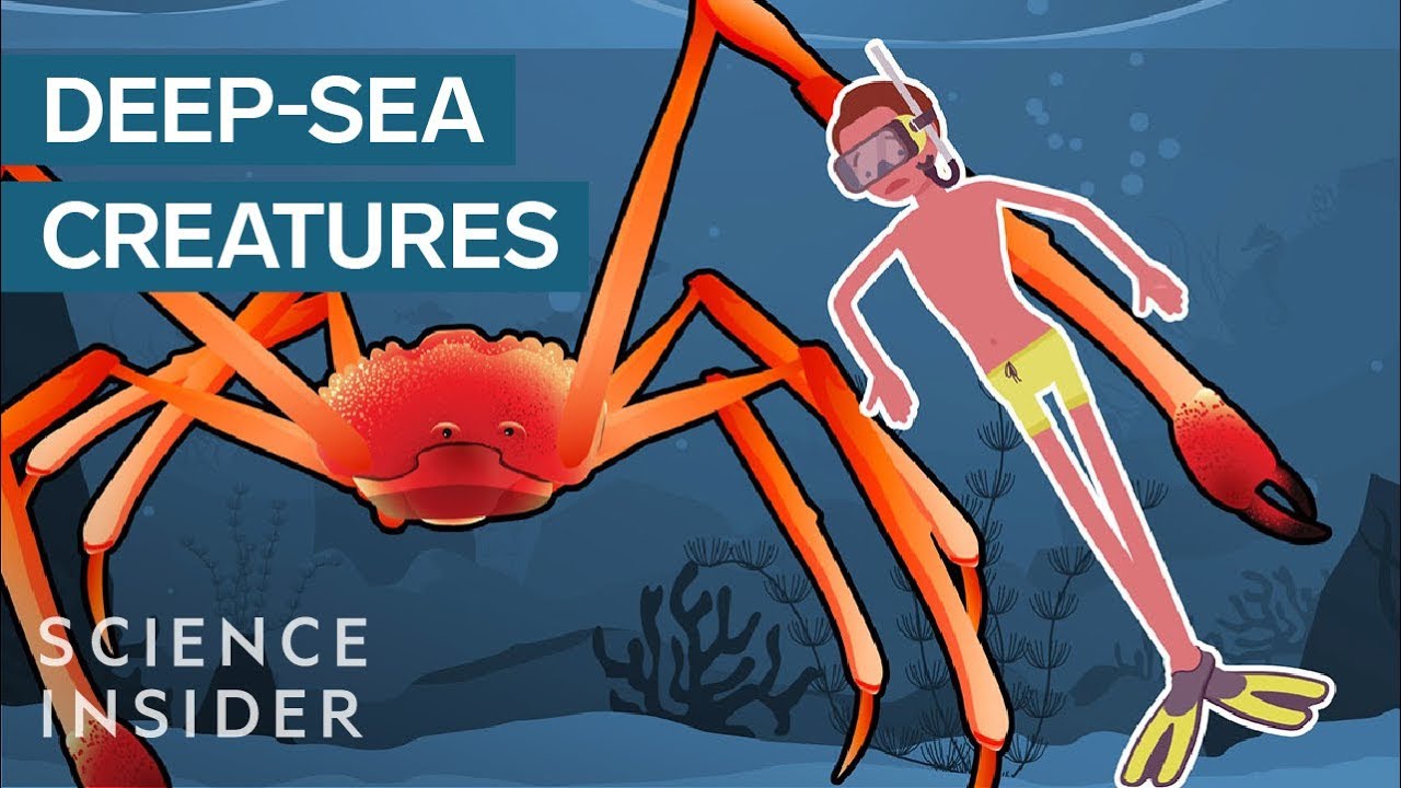 The Most Terrifying Creatures Of The Deep Sea