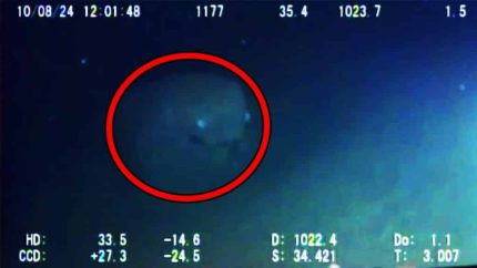 12 Mysterious Underwater Creatures Caught on Tape