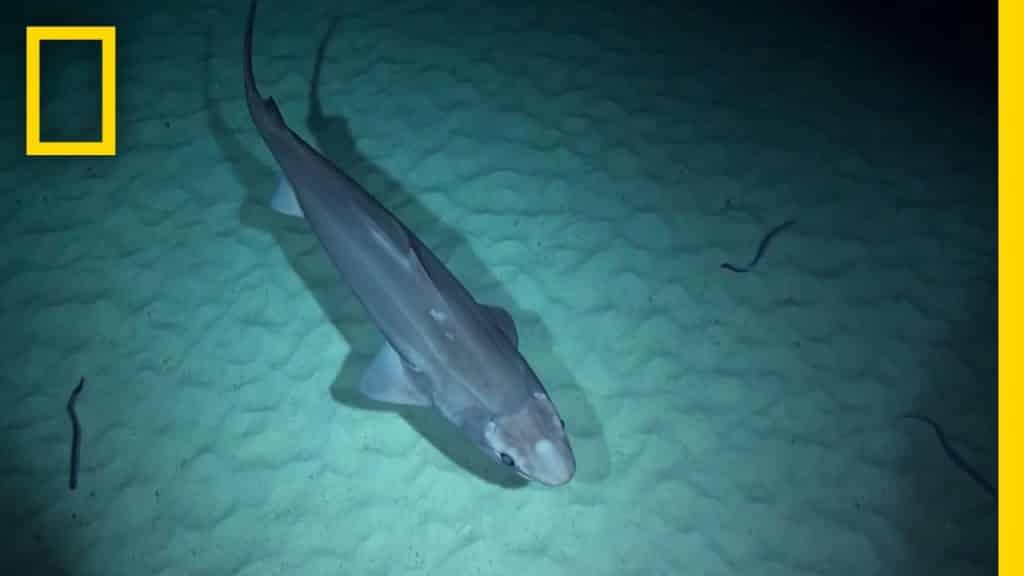 Exclusive: Deep-Sea Sharks and More Spotted by New Camera | National Geographic